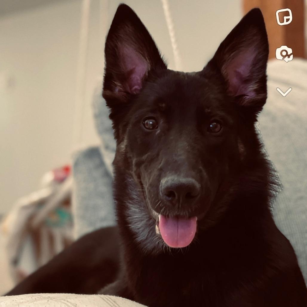 Enlarge Nessy, a Adoptable German Shepherd Dog in Tulsa, OK image 2/6