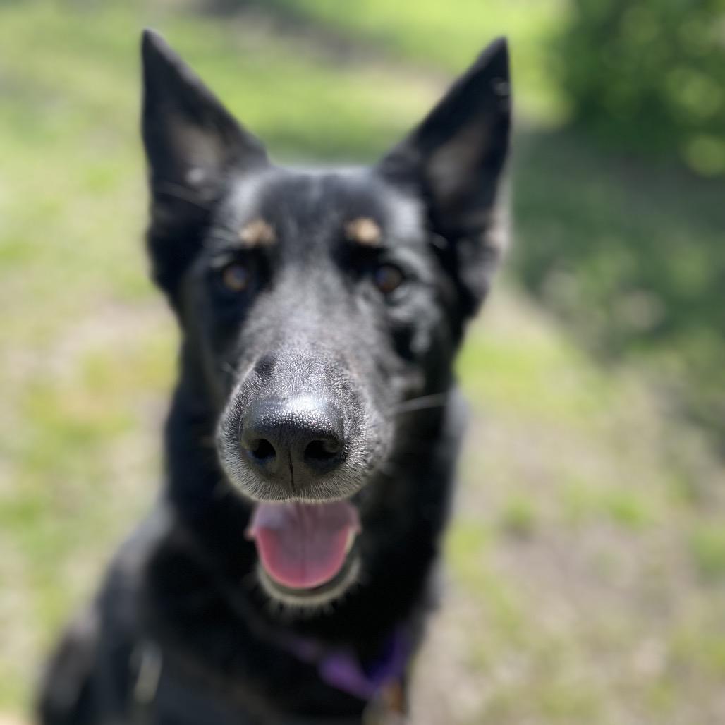 Enlarge Nessy, a Adoptable German Shepherd Dog in Tulsa, OK image 3/6