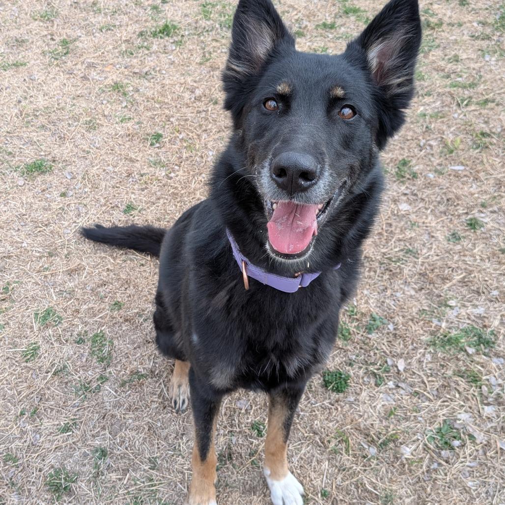 Enlarge Nessy, a Adoptable German Shepherd Dog in Tulsa, OK image 5/6