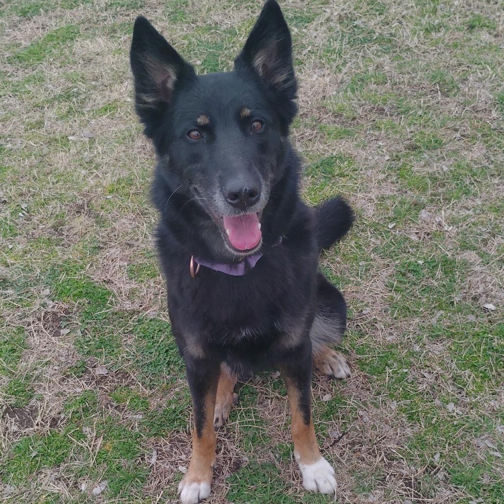 Enlarge Nessy, a Adoptable German Shepherd Dog in Tulsa, OK image 6/6