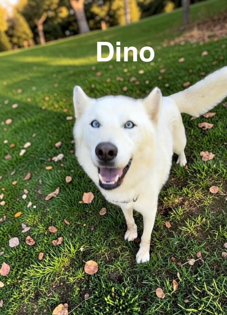 Dino, Adoptable, Young Male German Shepherd Dog.