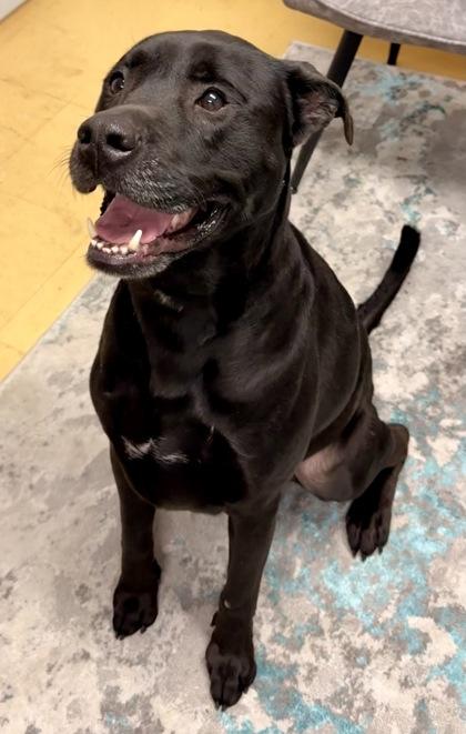 Enlarge Buddy, a Adoptable mixed breed in Cincinnati, OH image 1/3