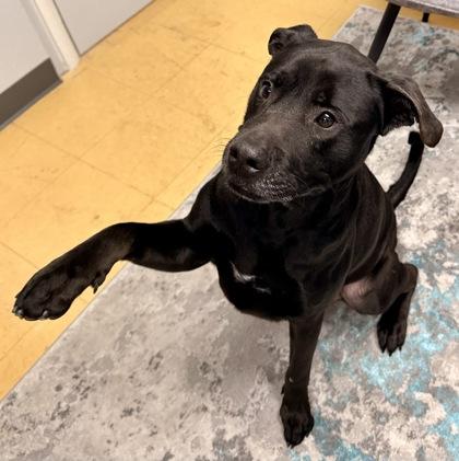 Enlarge Buddy, a Adoptable mixed breed in Cincinnati, OH image 2/3