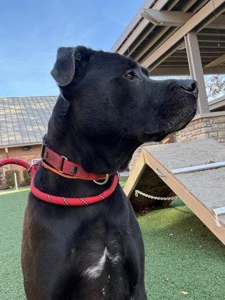 Buddy, Adoptable, Adult Male Labrador Retriever & Terrier.
