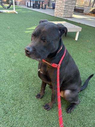 Enlarge Buddy, a Adoptable mixed breed in Cincinnati, OH image 2/3