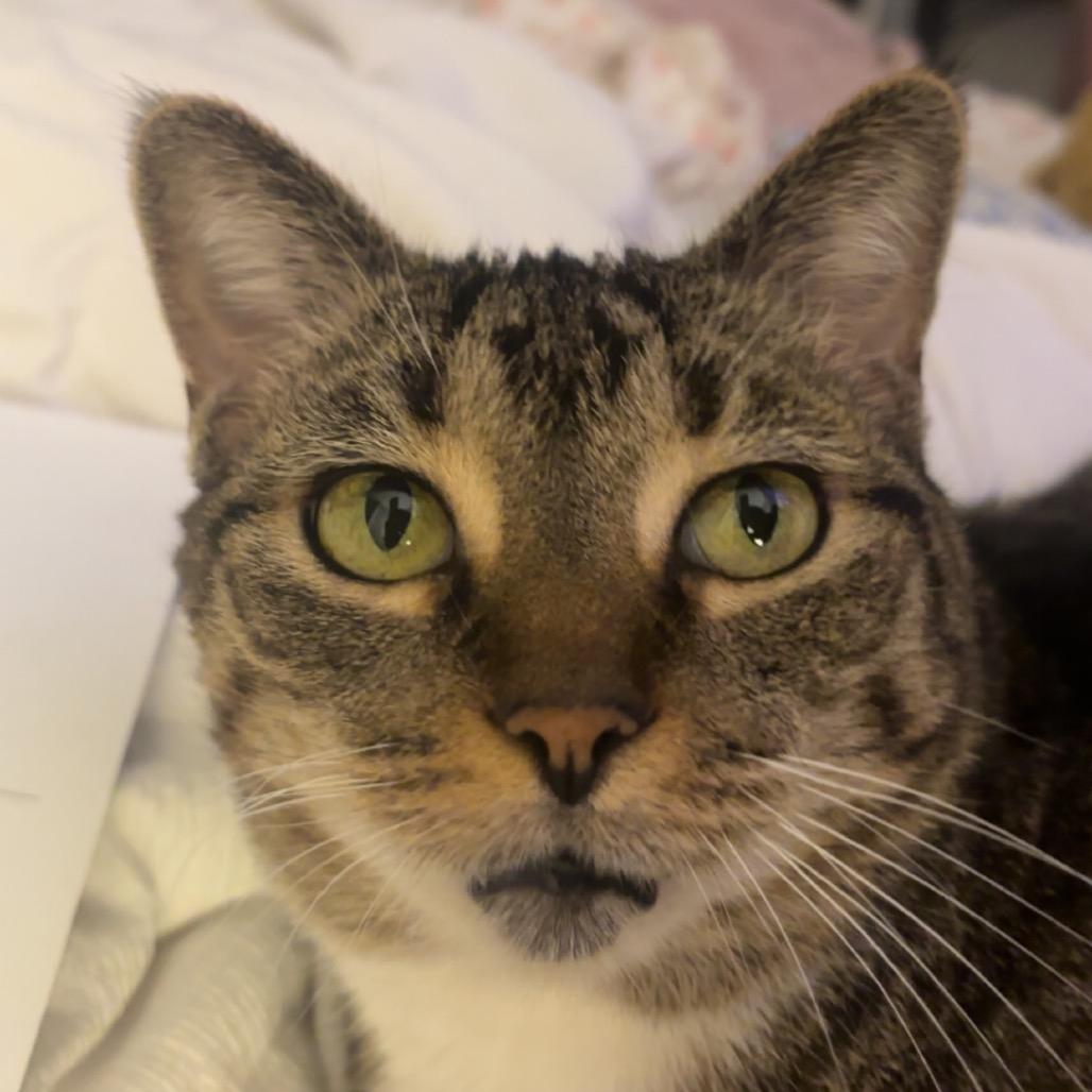 Maggie A-55803, Adoptable, Adult Female Domestic Short Hair.