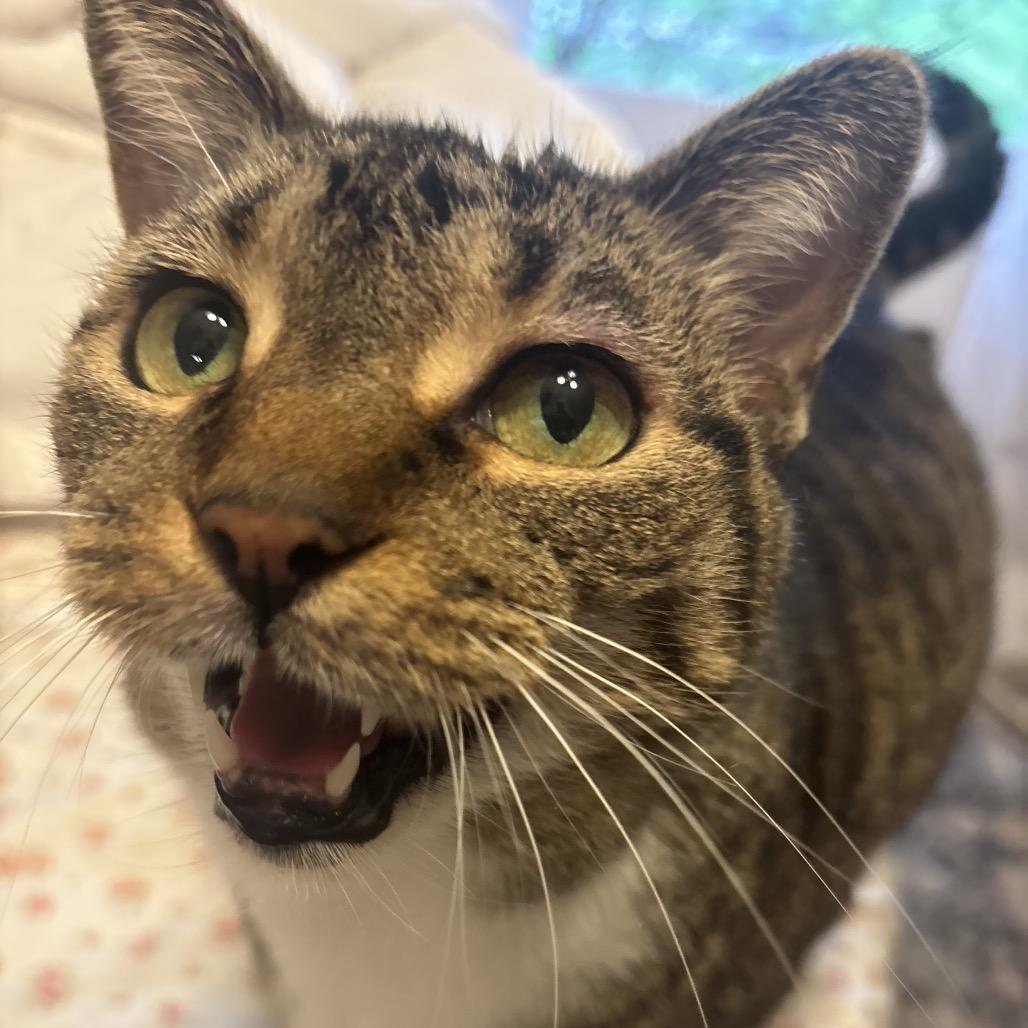 Enlarge Maggie  A-55803, a Adoptable Domestic Short Hair in Eaton Rapids, MI image 4/5