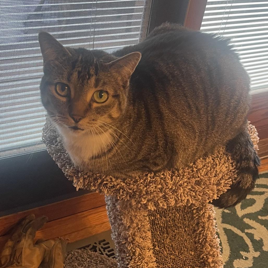 Enlarge Maggie  A-55803, a Adoptable Domestic Short Hair in Eaton Rapids, MI image 5/5