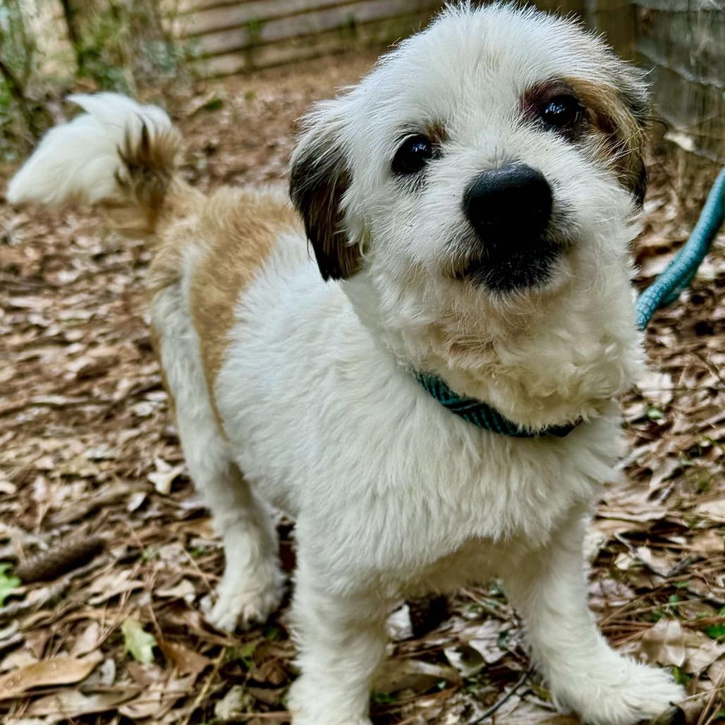 Boots McGee, Adoptable, Adult Male Jack Russell Terrier & Wirehaired Dachshund.