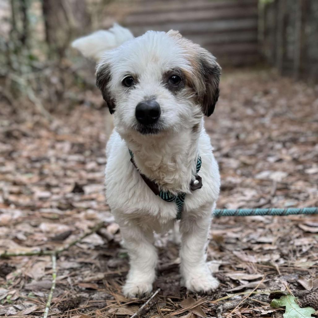 Boots Mcgee thumbnail 3