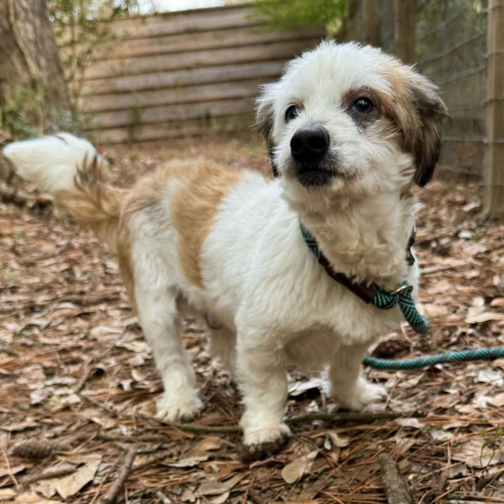 Enlarge Boots McGee, a Adoptable mixed breed in Houston, TX image 3/6