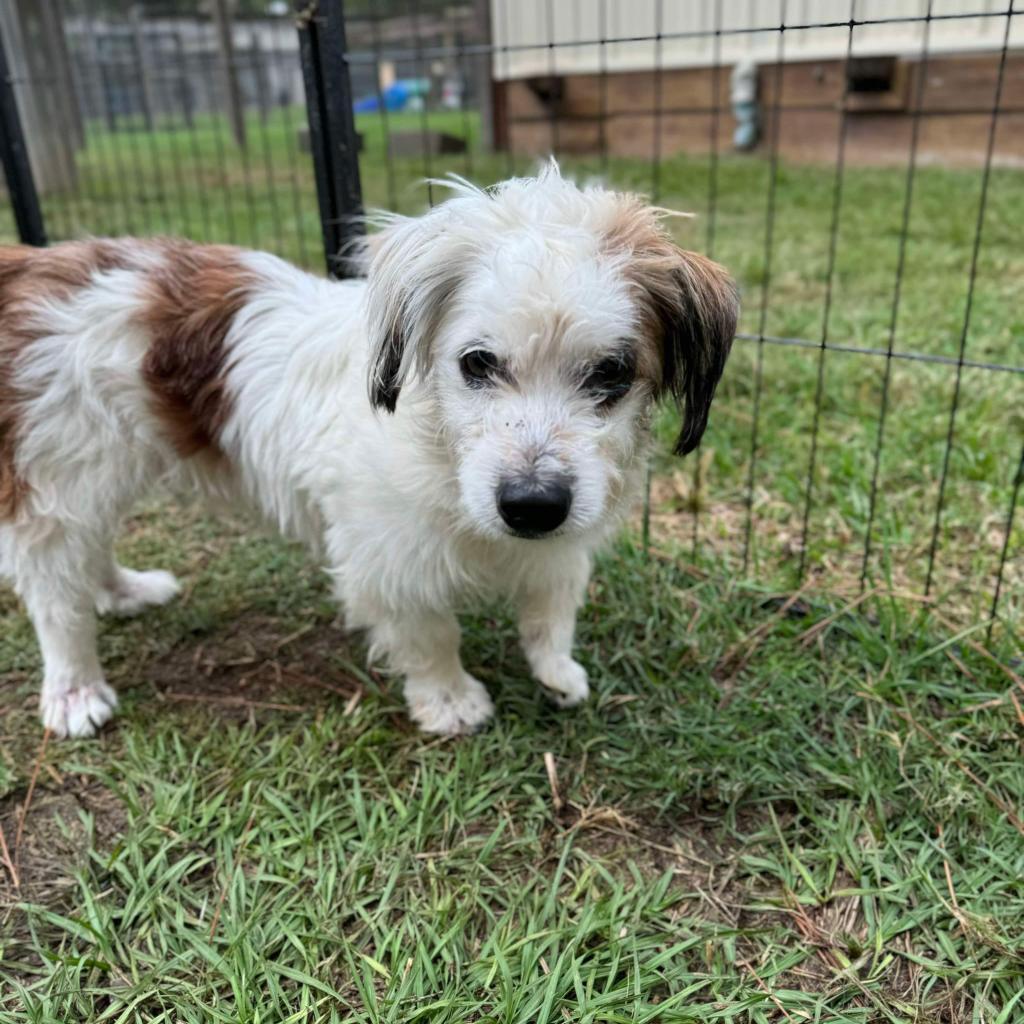 Boots Mcgee thumbnail 5