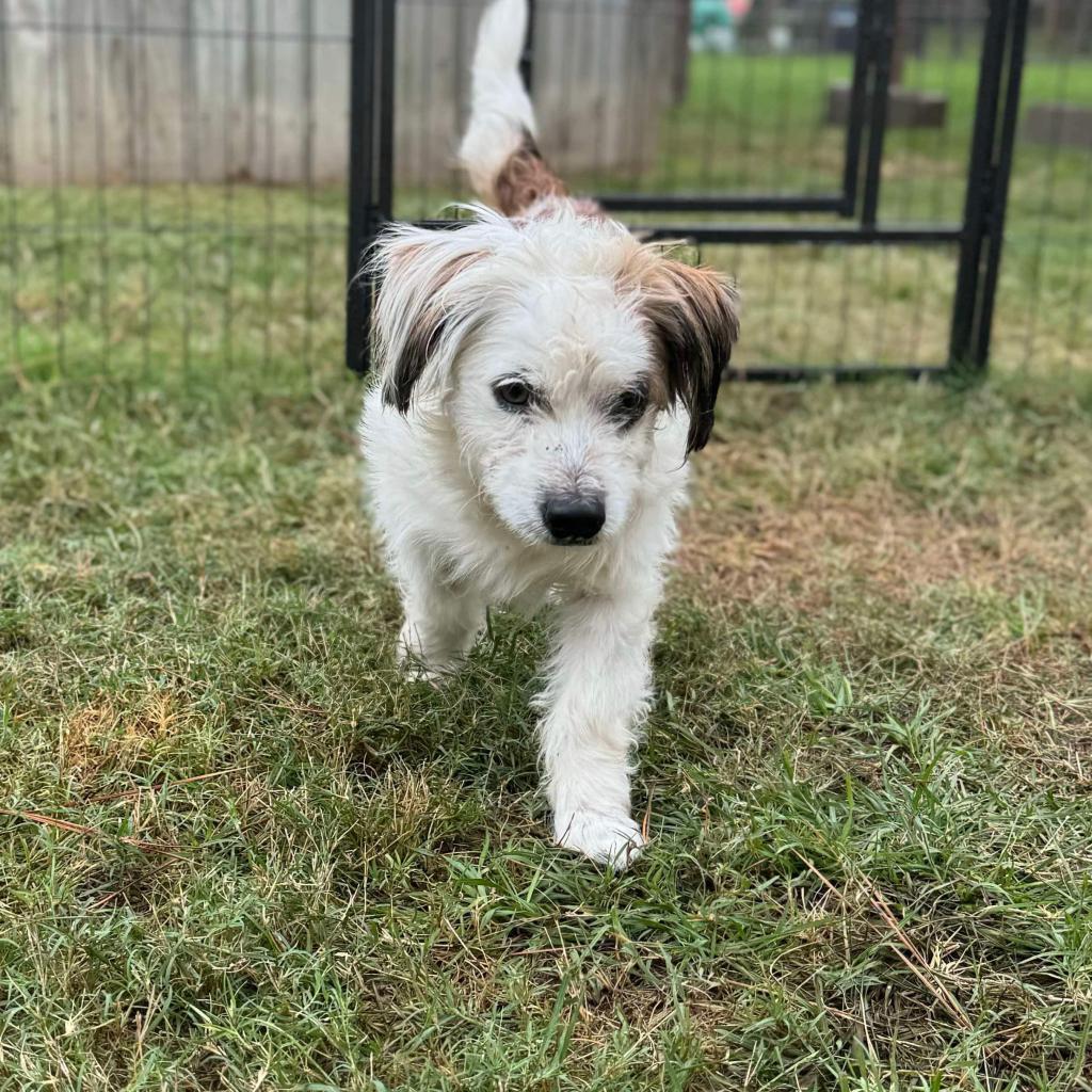 Boots Mcgee thumbnail 6