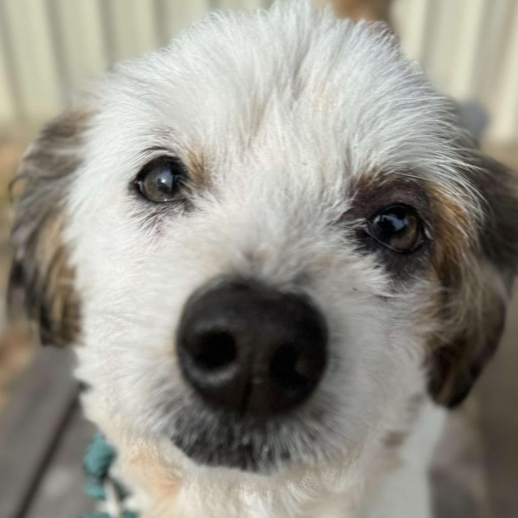 Boots Mcgee thumbnail 7