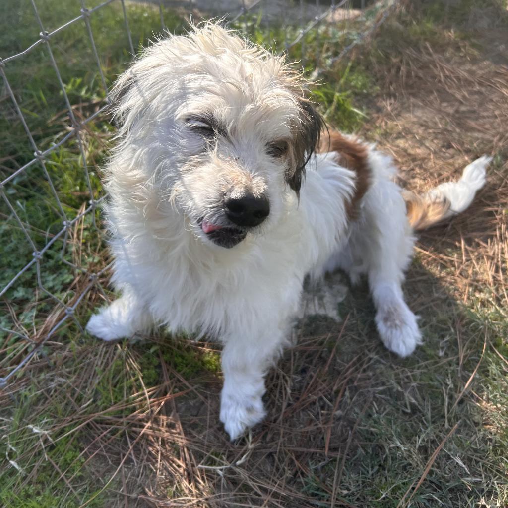 Enlarge Boots McGee, a Adoptable mixed breed in Houston, TX image 6/6