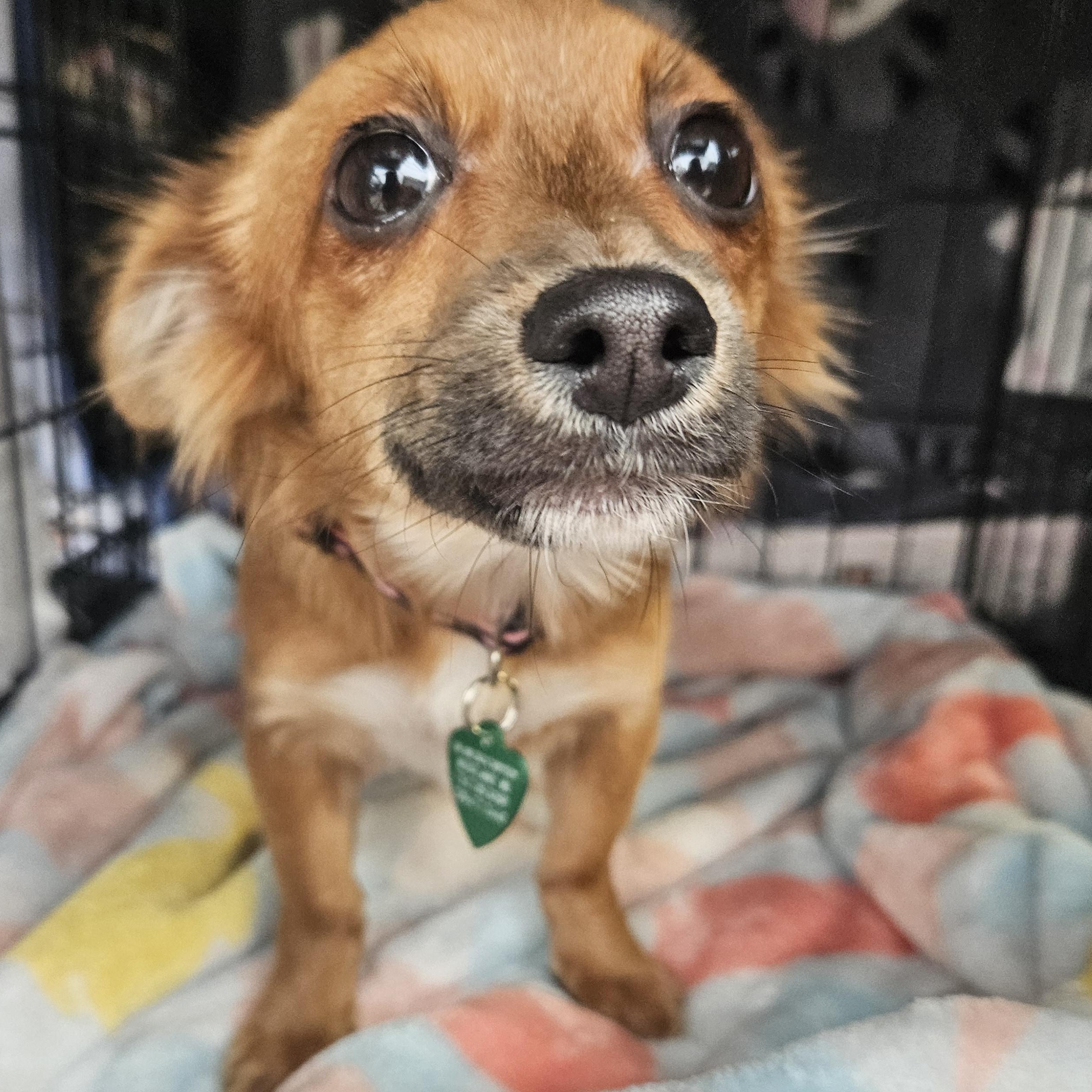 Shelby, adopted, Puppy Female Pomeranian & Chihuahua.