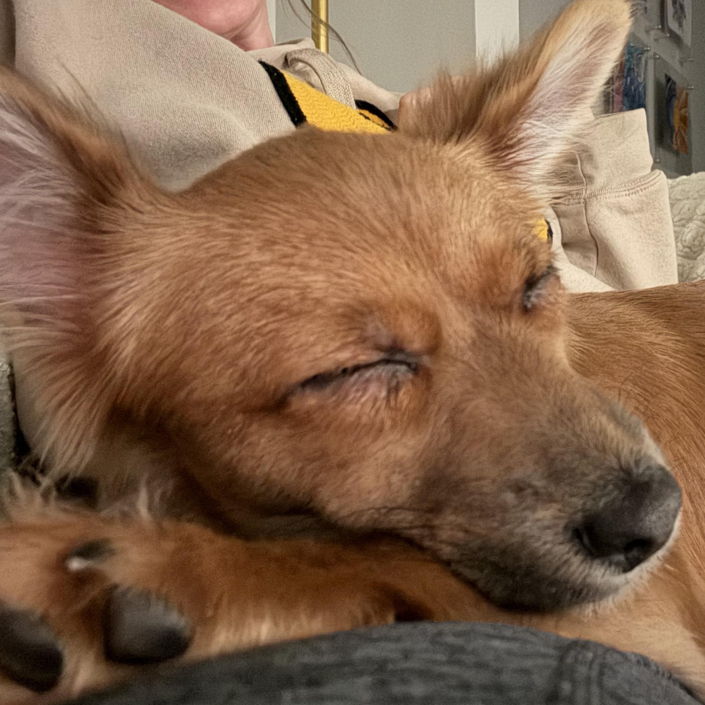 Enlarge Shelby, an adopted mixed breed in Livonia, MI image 5/5