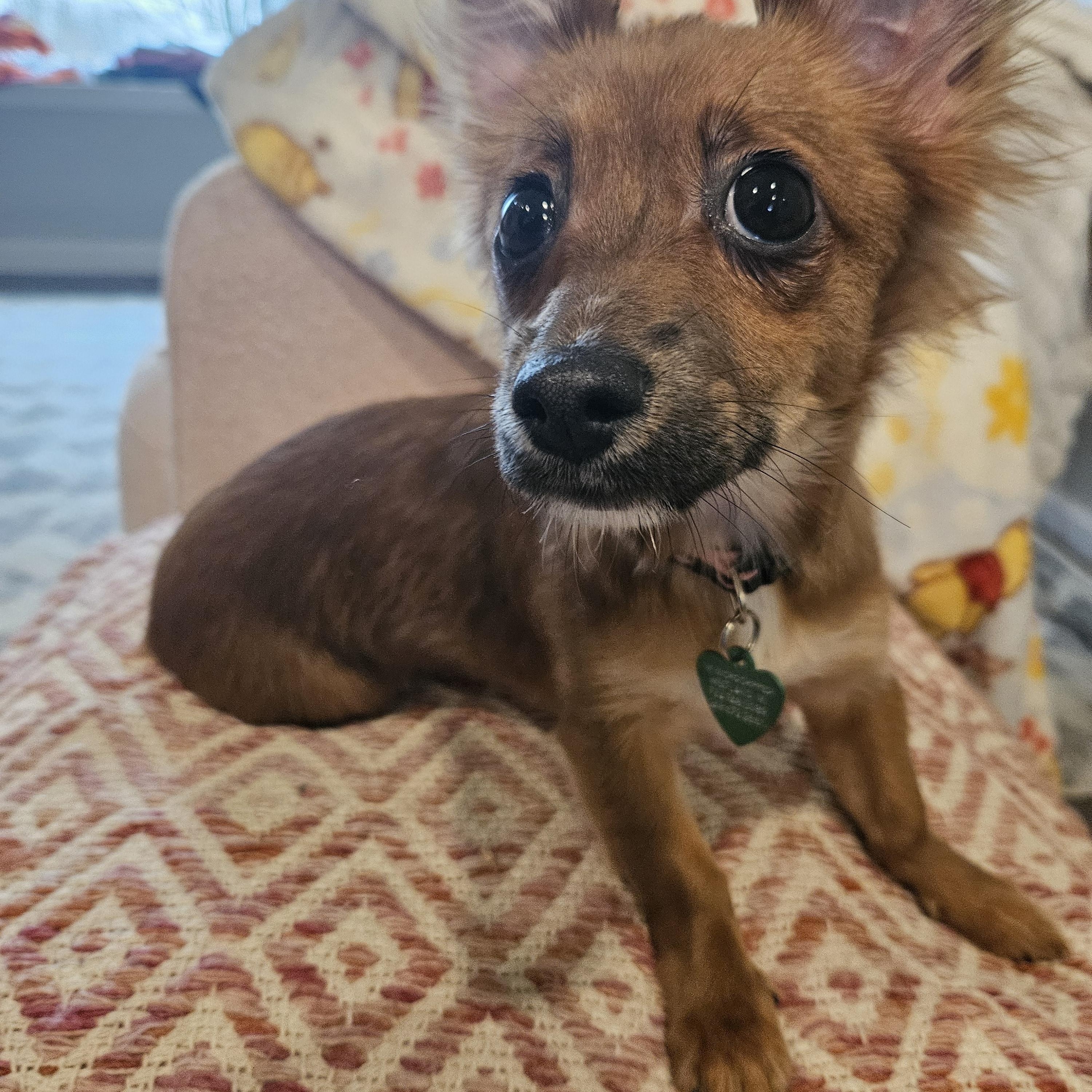 Enlarge Shelby, an adopted mixed breed in Livonia, MI image 3/5