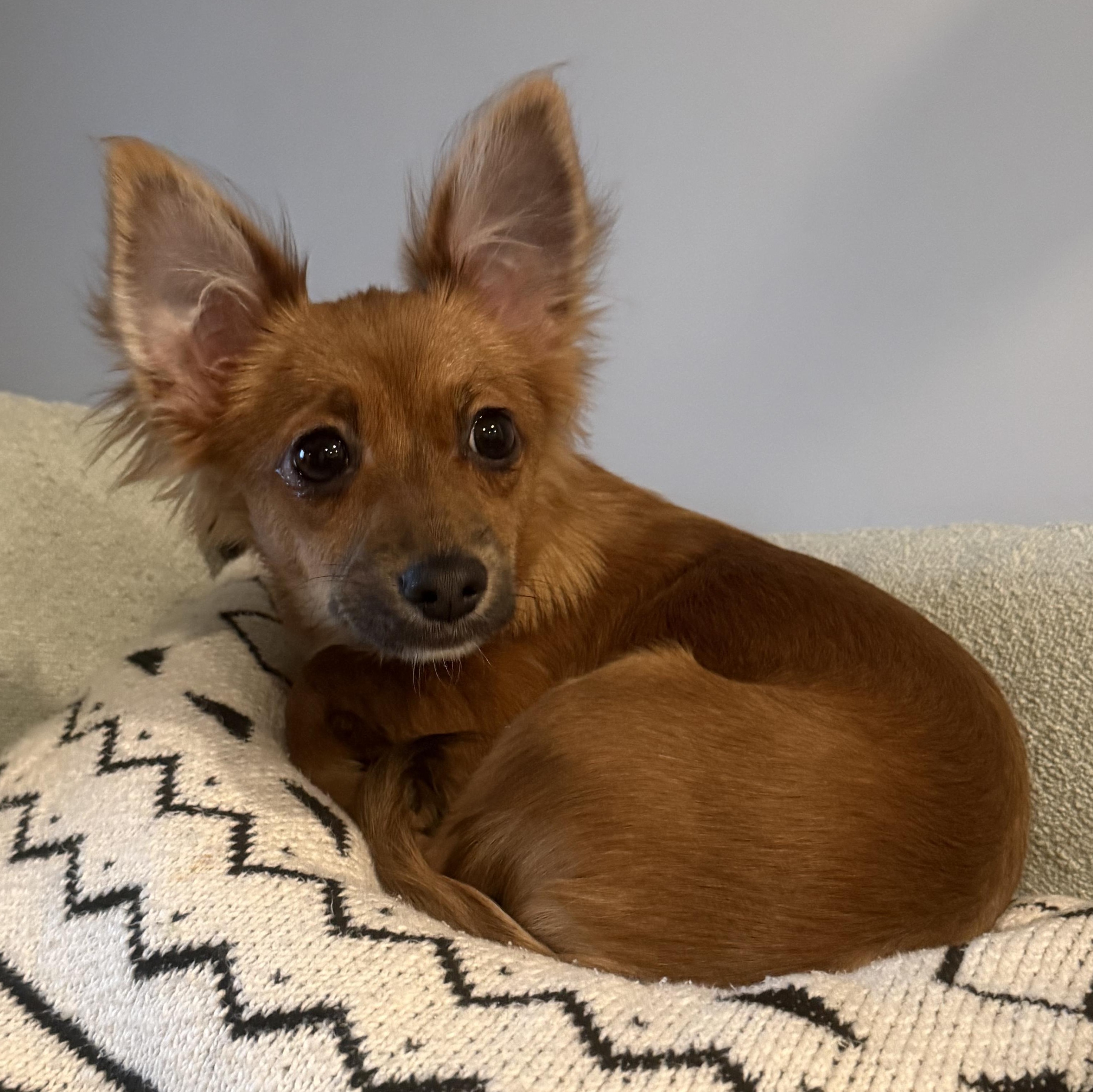 Enlarge Shelby, an adopted mixed breed in Livonia, MI image 2/5