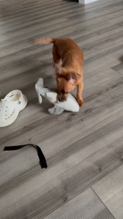 Enlarge Shelby, an adopted mixed breed in Livonia, MI video 4/5