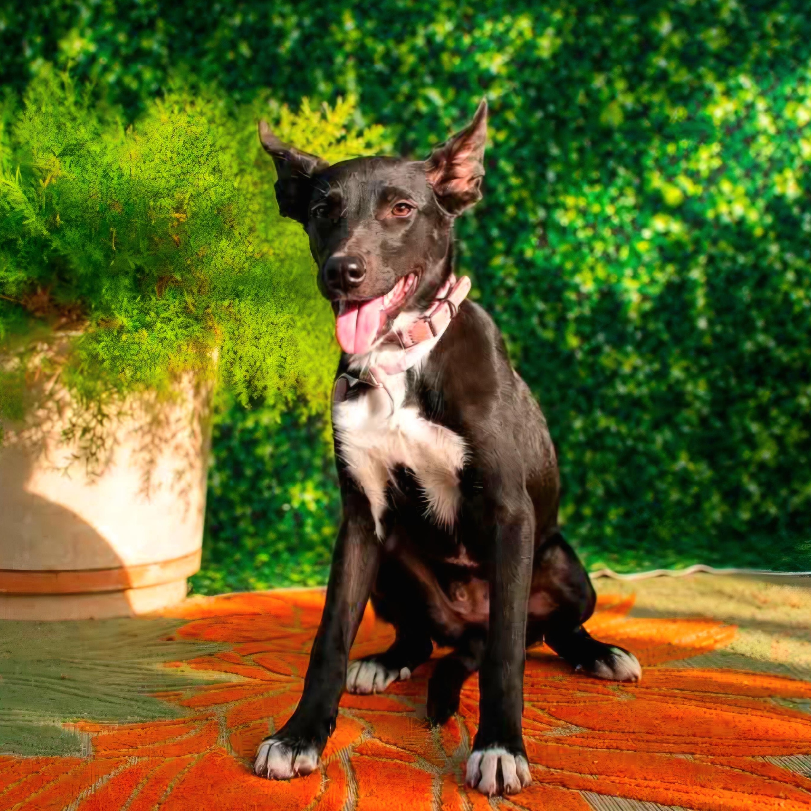 Alexis, ADOPTABLE, Young • Female, Australian Kelpie & Shepherd.