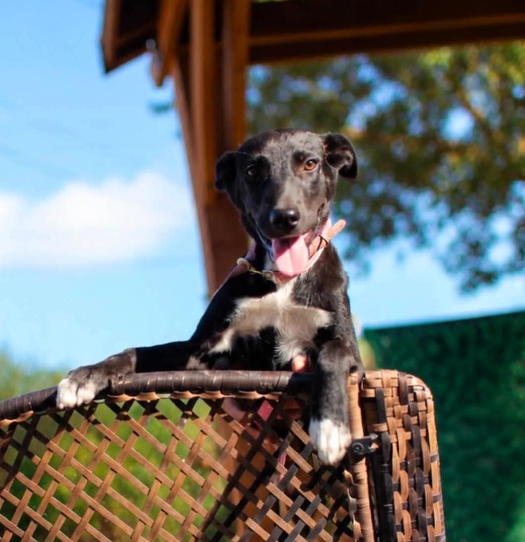 Enlarge Alexis, a Adoptable mixed breed in Nashua, NH image 4/5