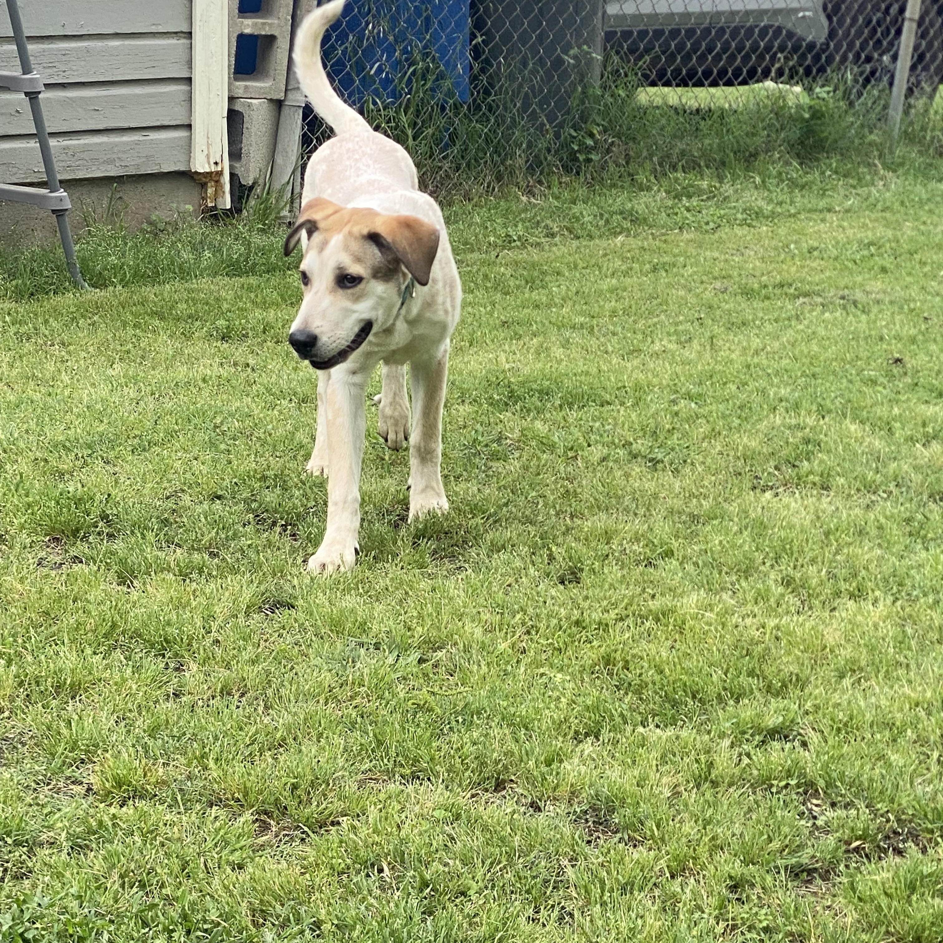 Bubs, Young Male Australian Cattle Dog / Blue Heeler