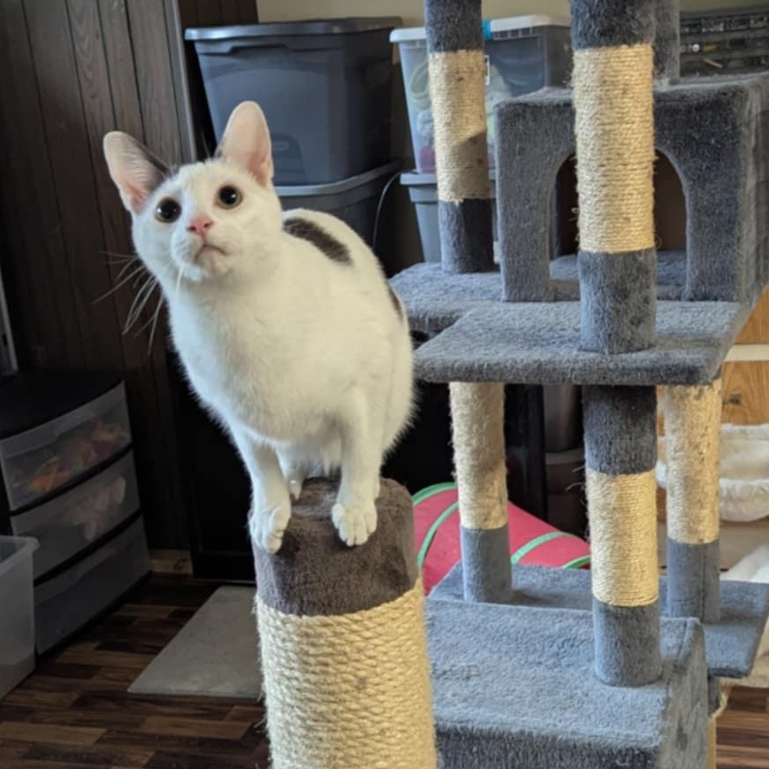 Hootie — thumbnail 4