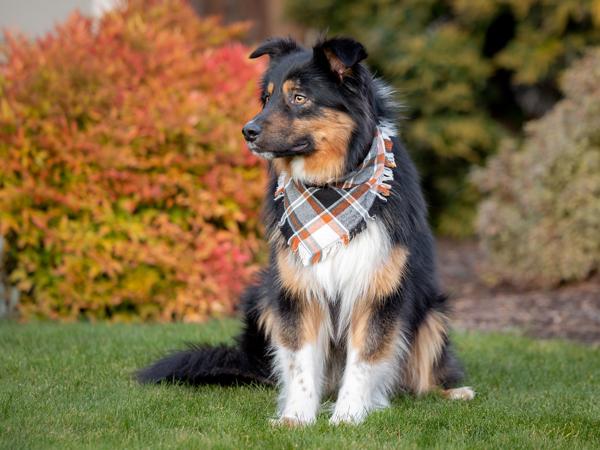 Zippy — thumbnail 3