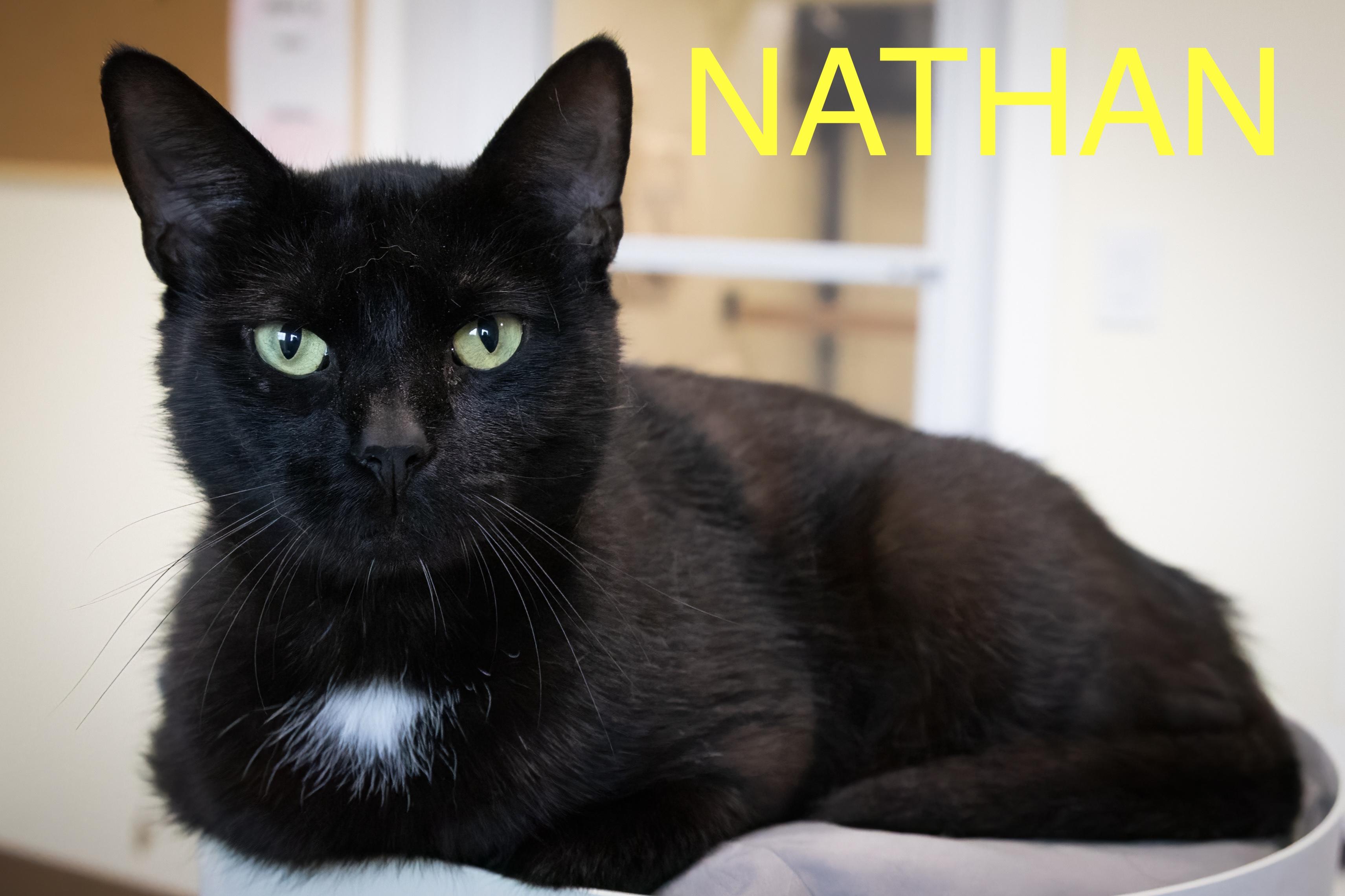 Nathan (fcid# // -