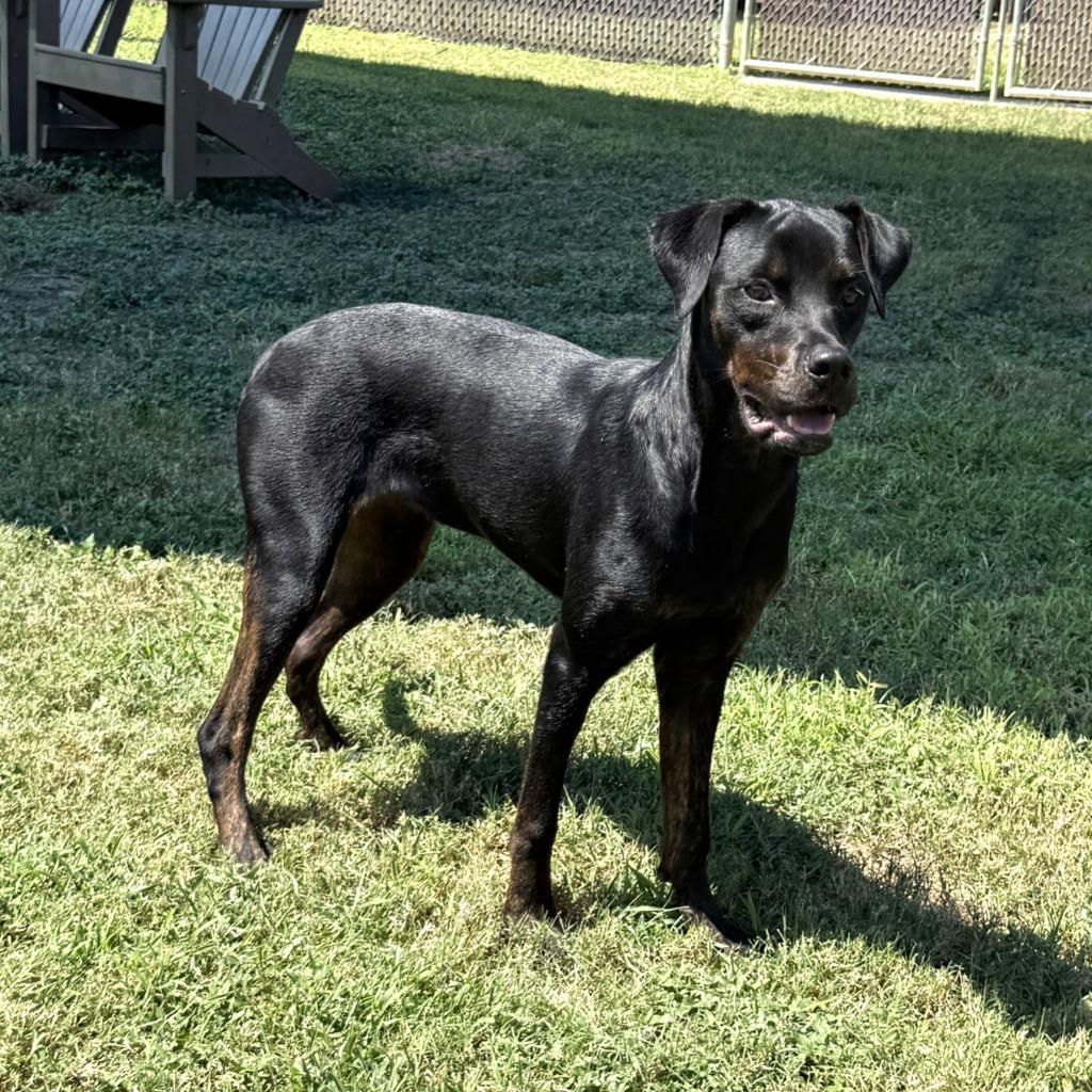 Enlarge Connie, a Adoptable mixed breed in Brenham, TX image 2/6