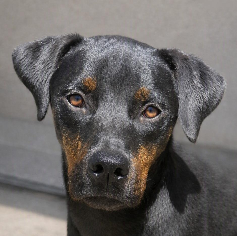 Connie, Adoptable, Puppy Female Labrador Retriever & Shepherd.
