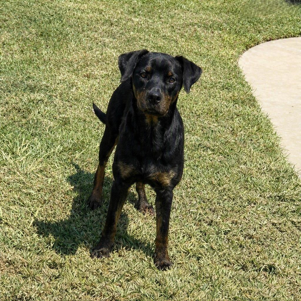 Enlarge Connie, a Adoptable mixed breed in Brenham, TX image 3/6