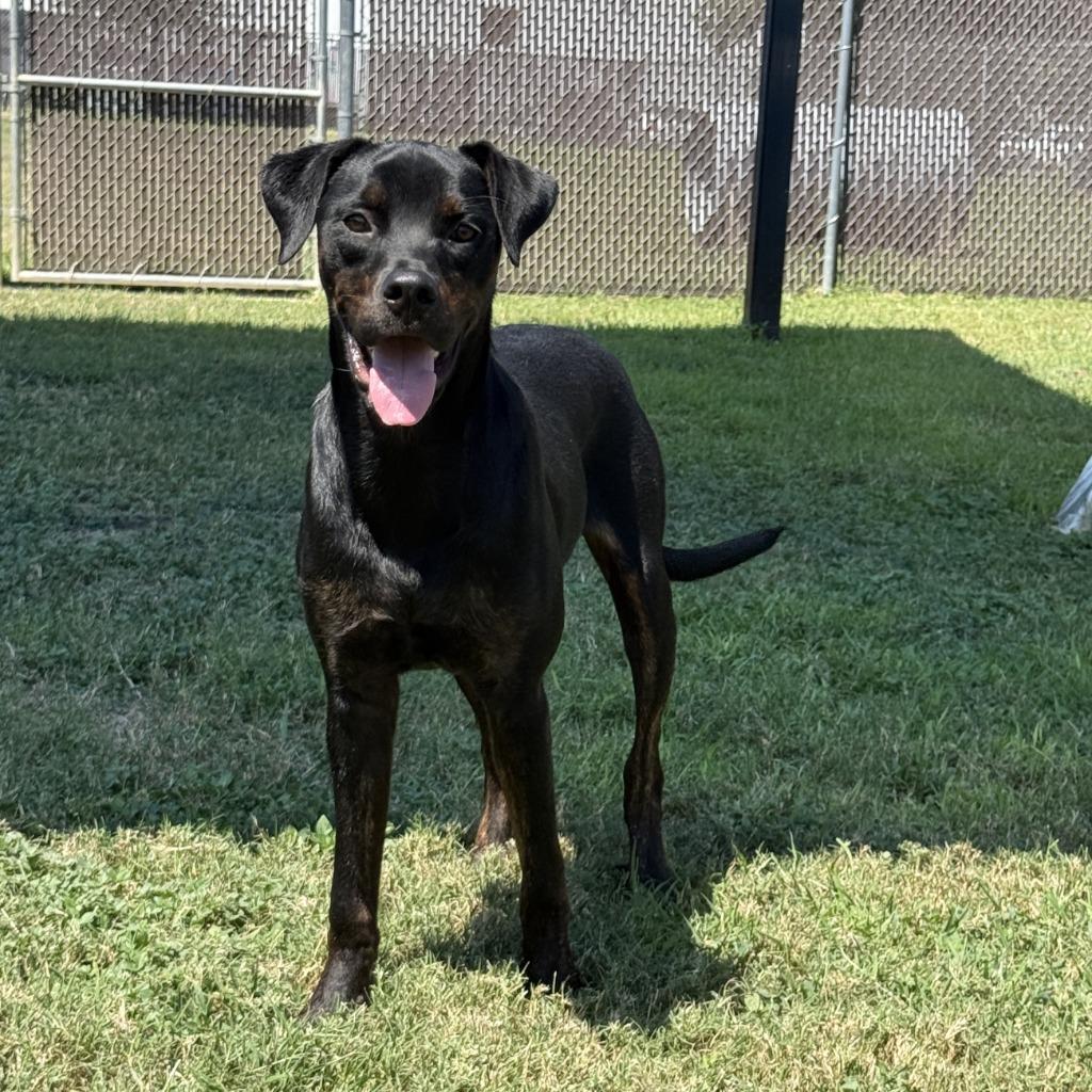 Enlarge Connie, a Adoptable mixed breed in Brenham, TX image 4/6