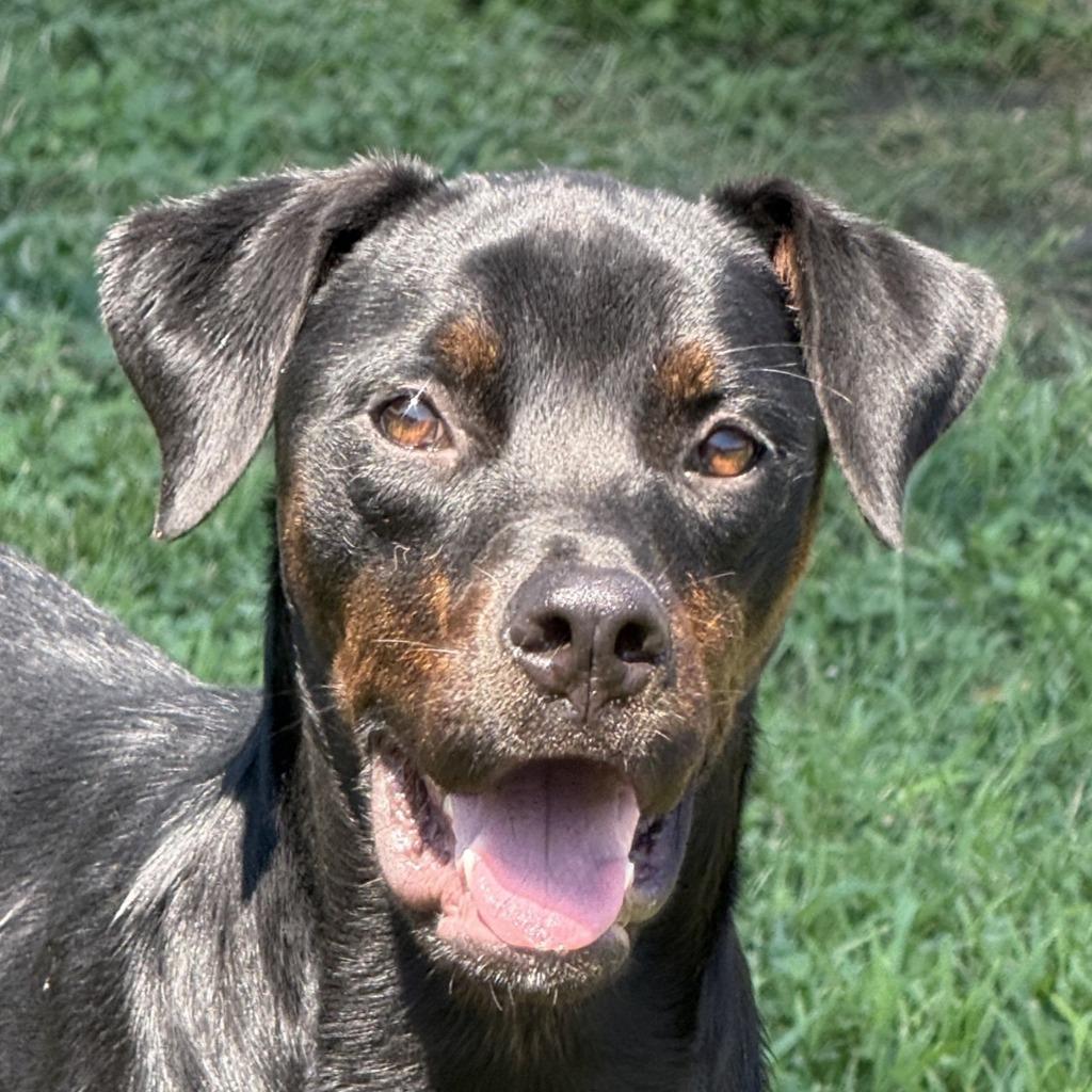 Connie, Adoptable, Puppy Female Labrador Retriever & Shepherd.