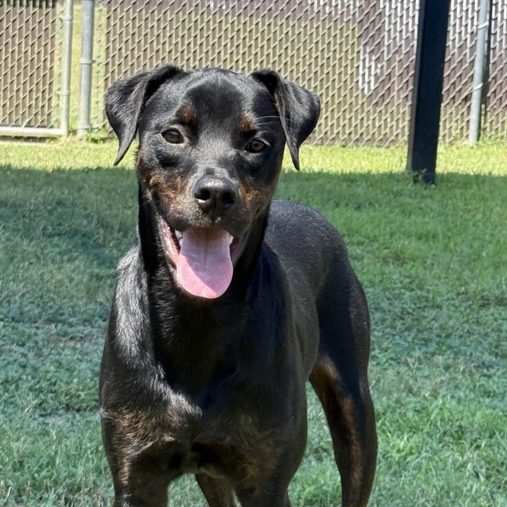 Enlarge Connie, a Adoptable mixed breed in Brenham, TX image 5/6