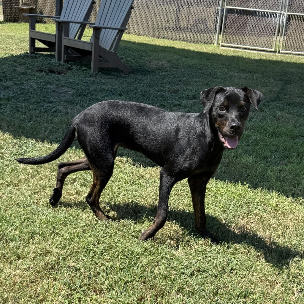 Enlarge Connie, a Adoptable mixed breed in Brenham, TX image 6/6