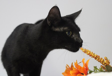 Speedway, Baby Female Domestic Short Hair
