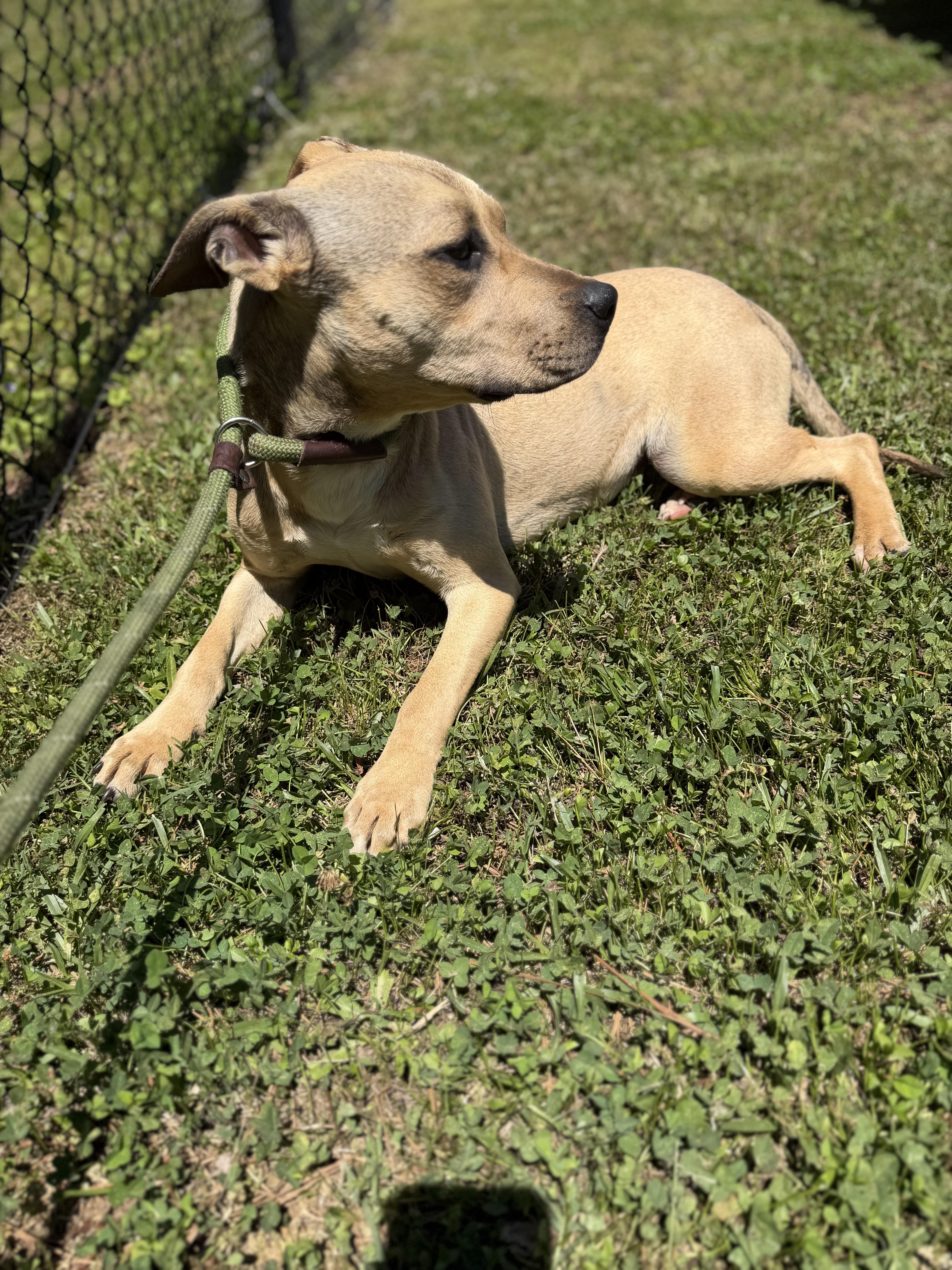 Enlarge Mae, a ADOPTABLE mixed breed in Lancaster, SC image 3/3