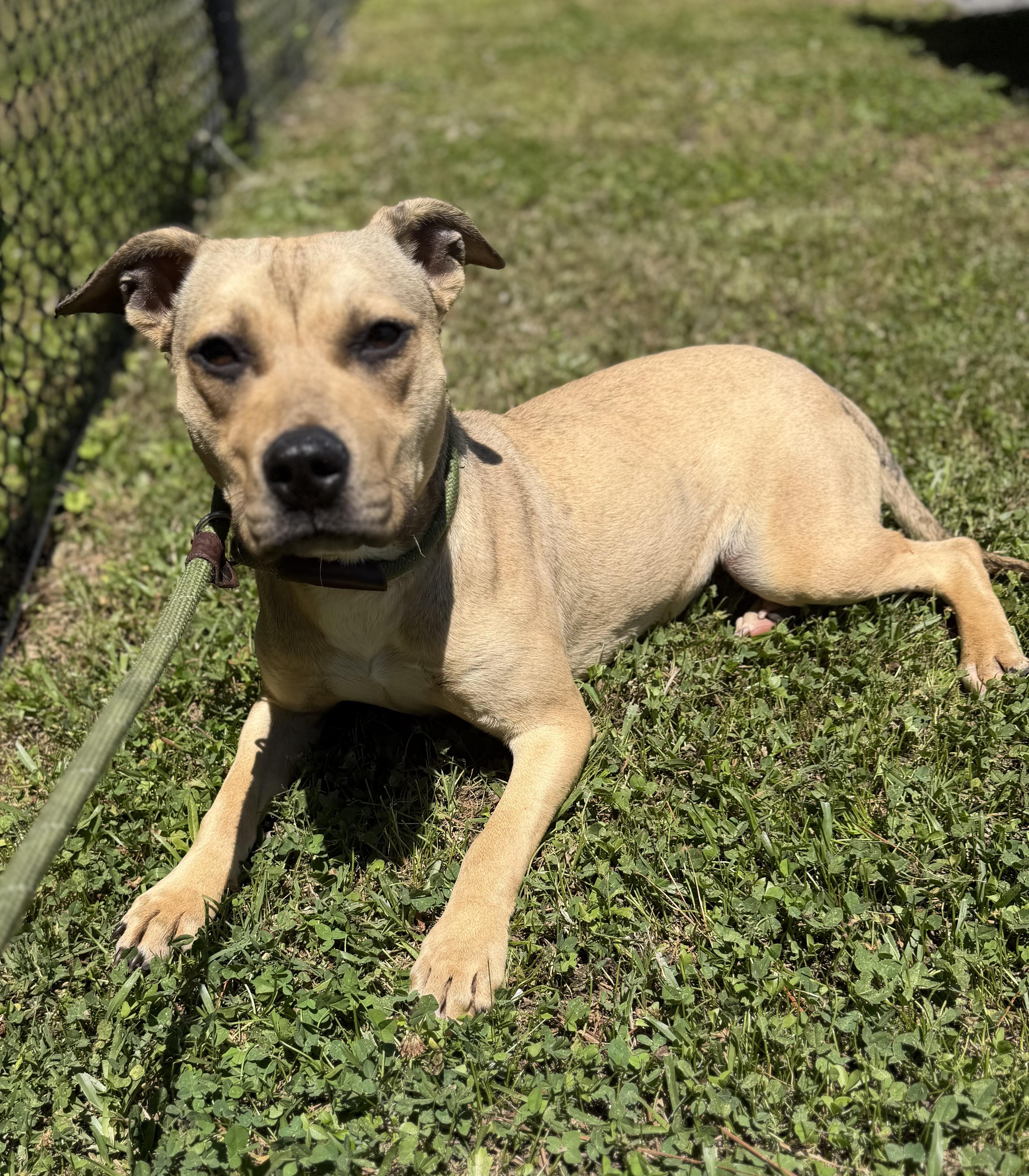 Mae, ADOPTABLE, Young Female Terrier.