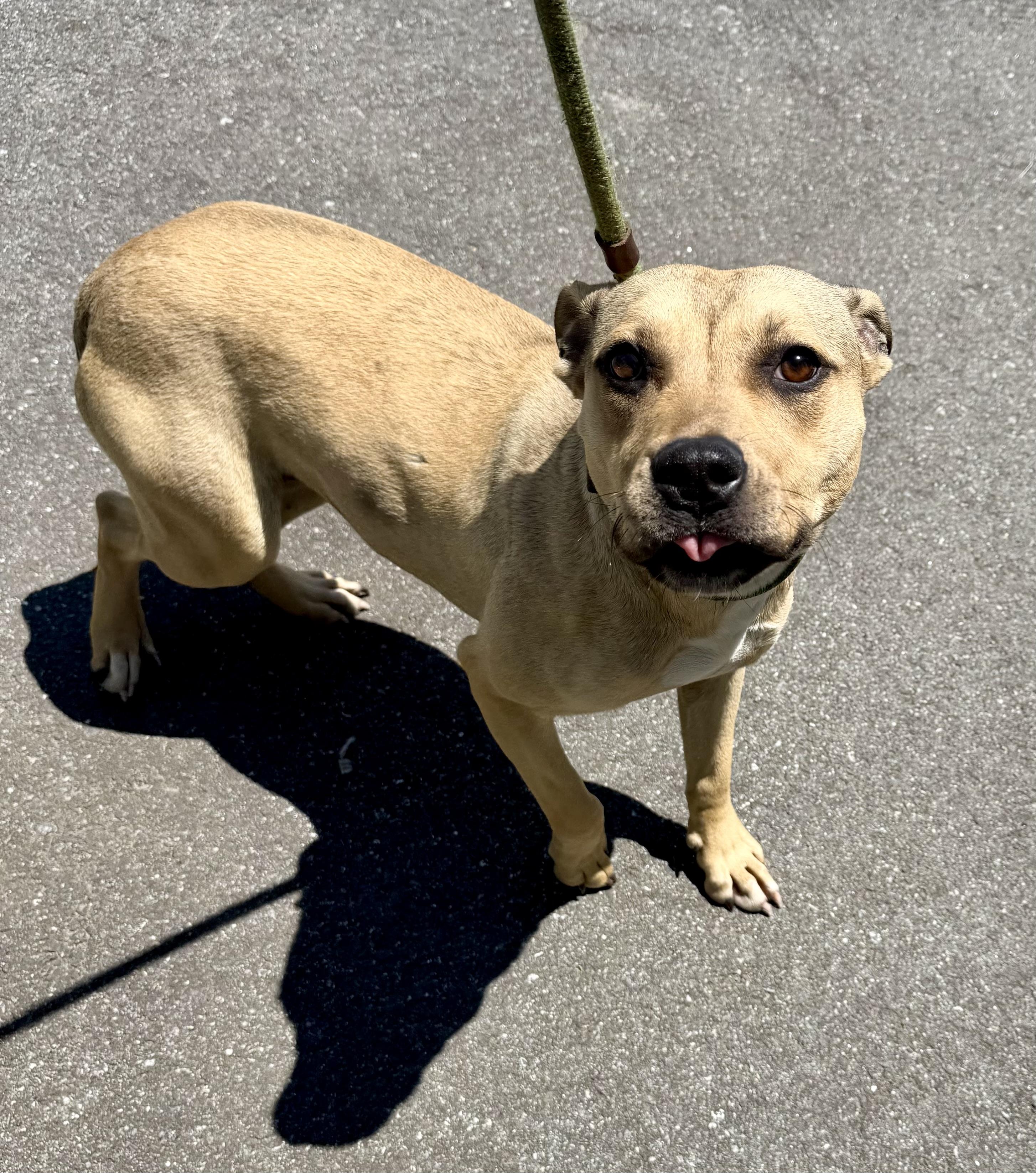 Enlarge Mae, a ADOPTABLE mixed breed in Lancaster, SC image 2/3