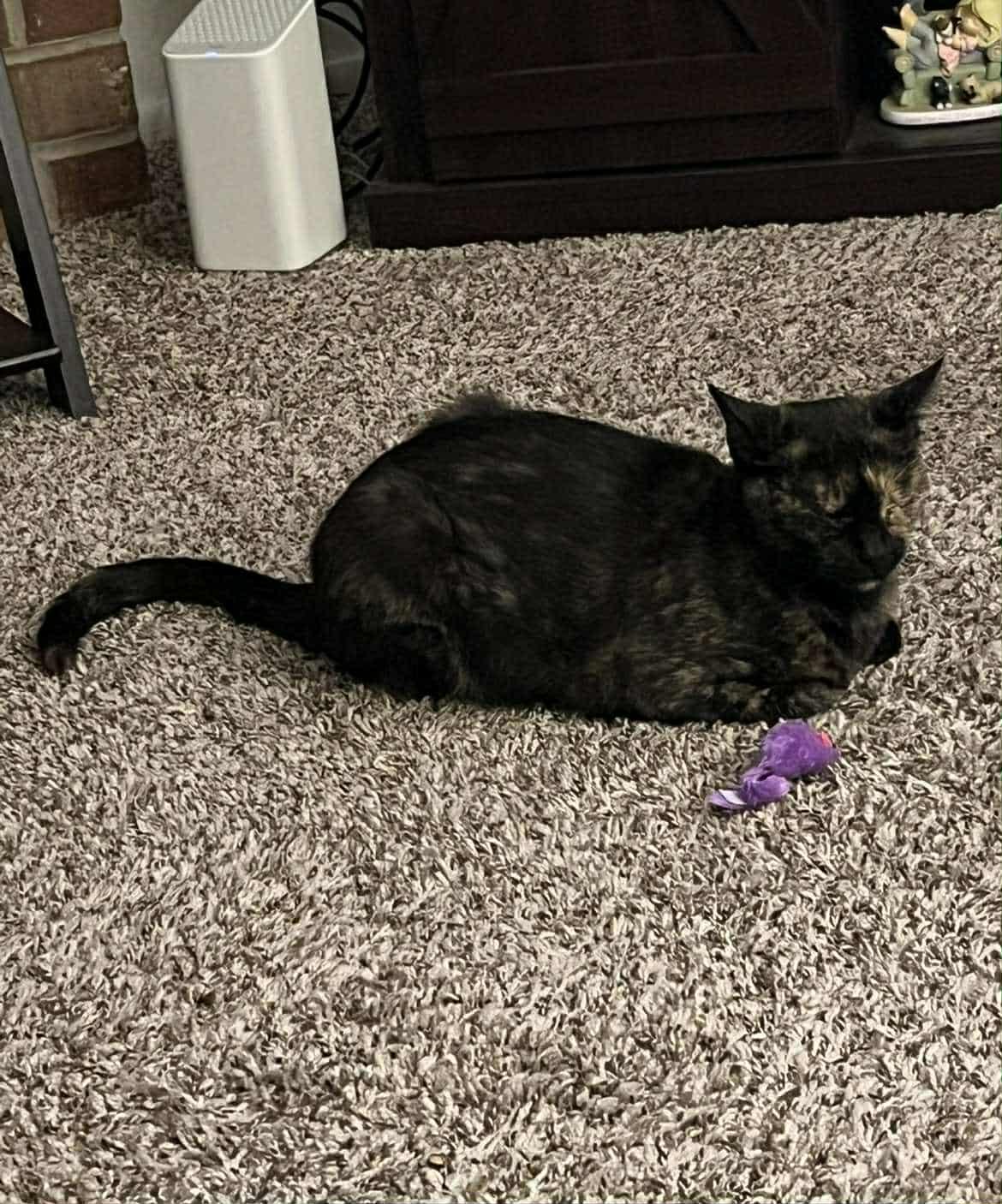 GG, Adoptable, Adult Female Domestic Short Hair.