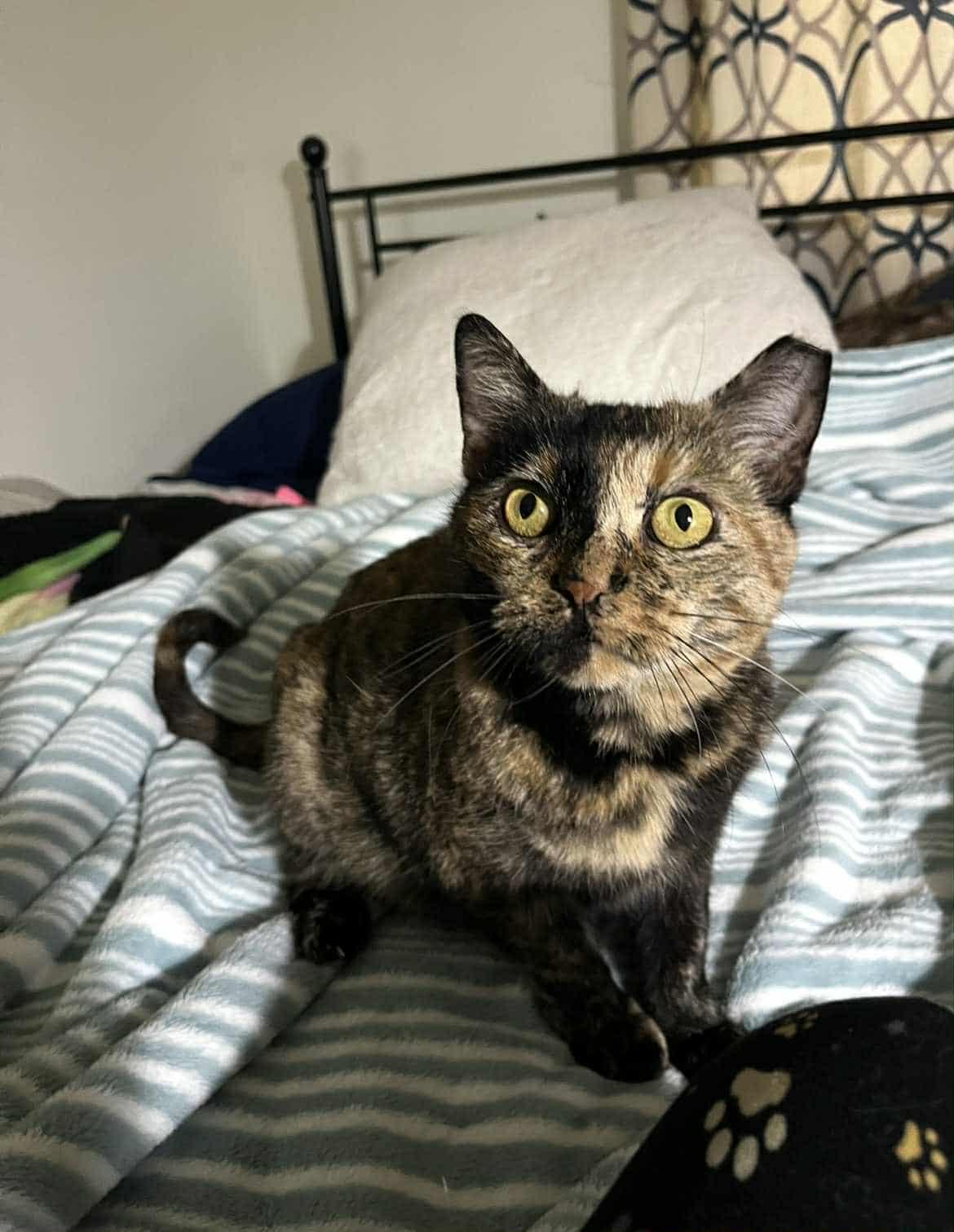 GG, a Adoptable Domestic Short Hair in Springfield, PA image 2/4