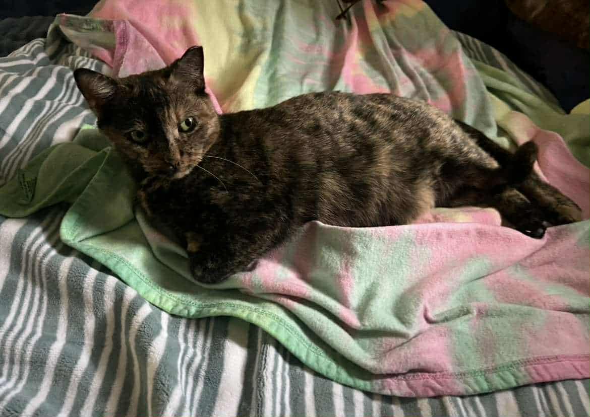 GG, a Adoptable Domestic Short Hair in Springfield, PA image 3/4