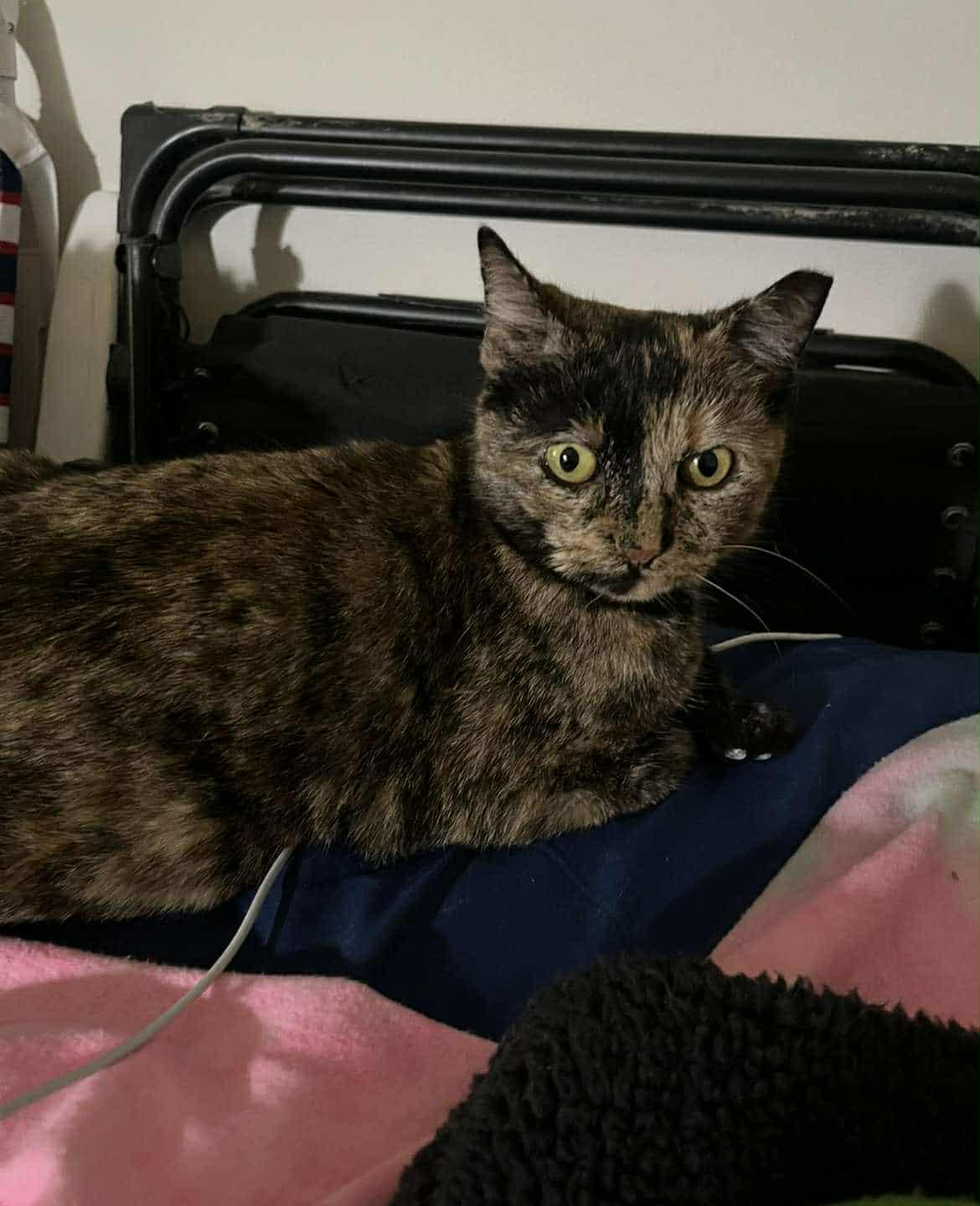 GG, a Adoptable Domestic Short Hair in Springfield, PA image 4/4