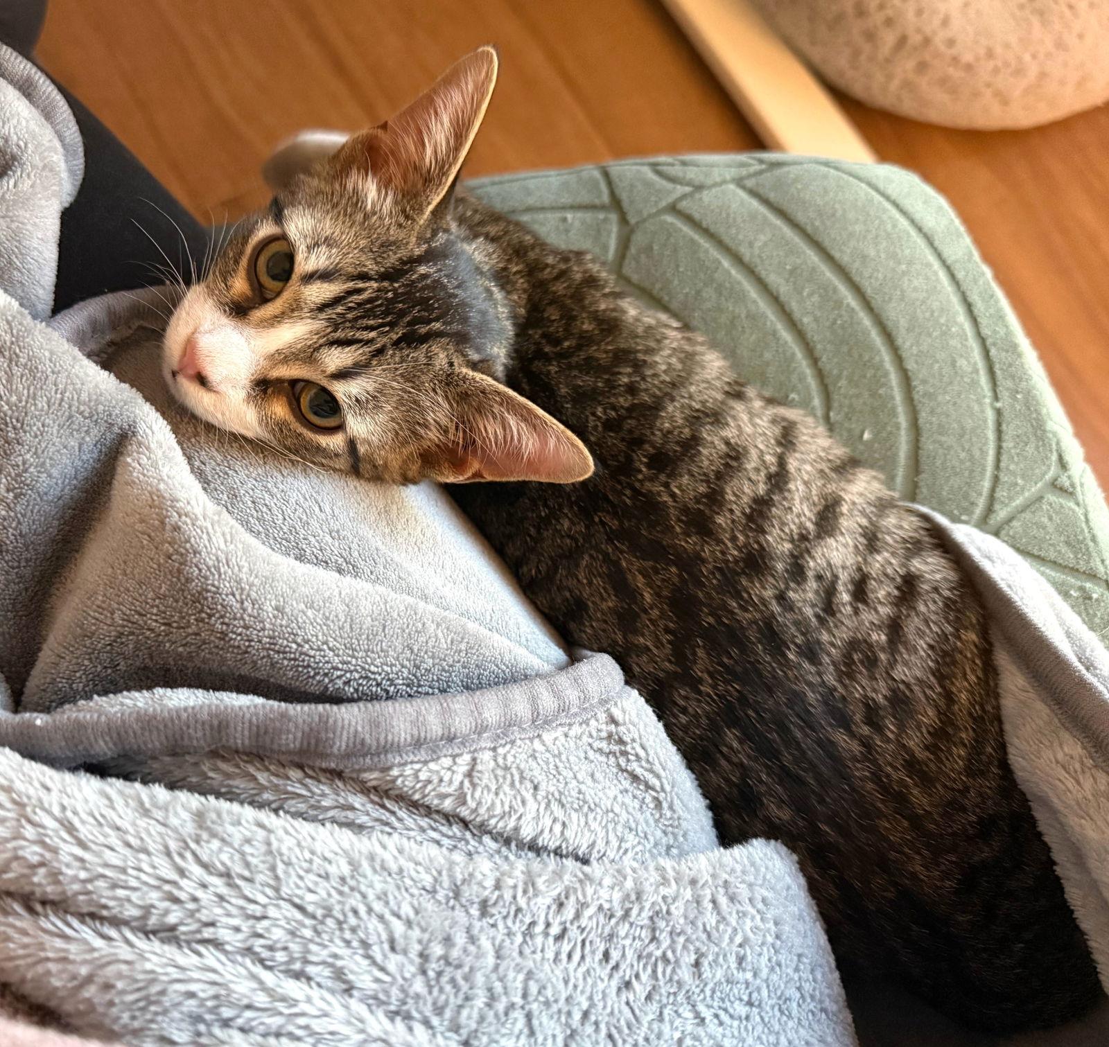 Enlarge Megan #valley-girl, a Adopted mixed breed in Houston, TX image 3/3