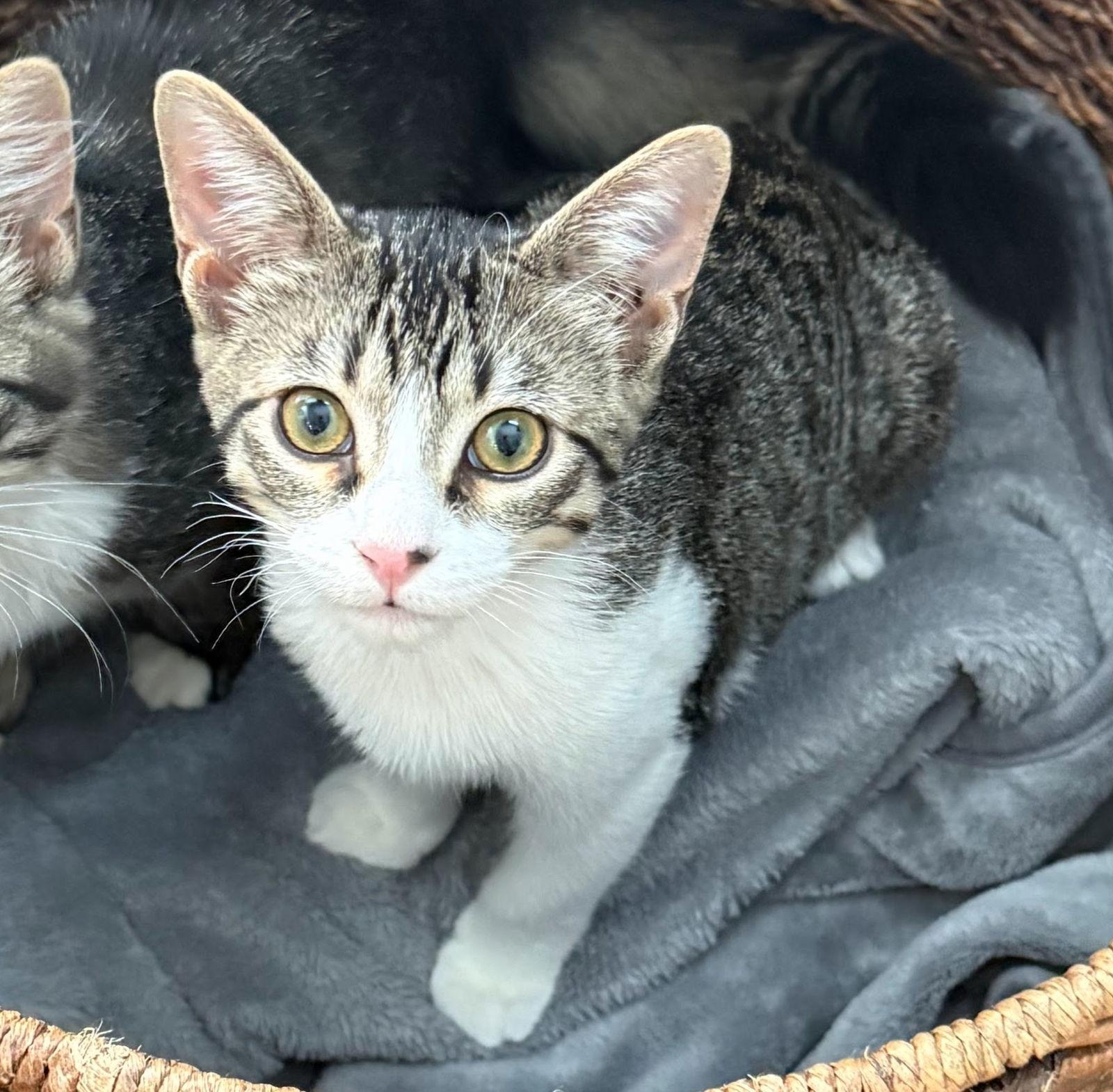 Enlarge Megan #valley-girl, a Adopted mixed breed in Houston, TX image 2/3