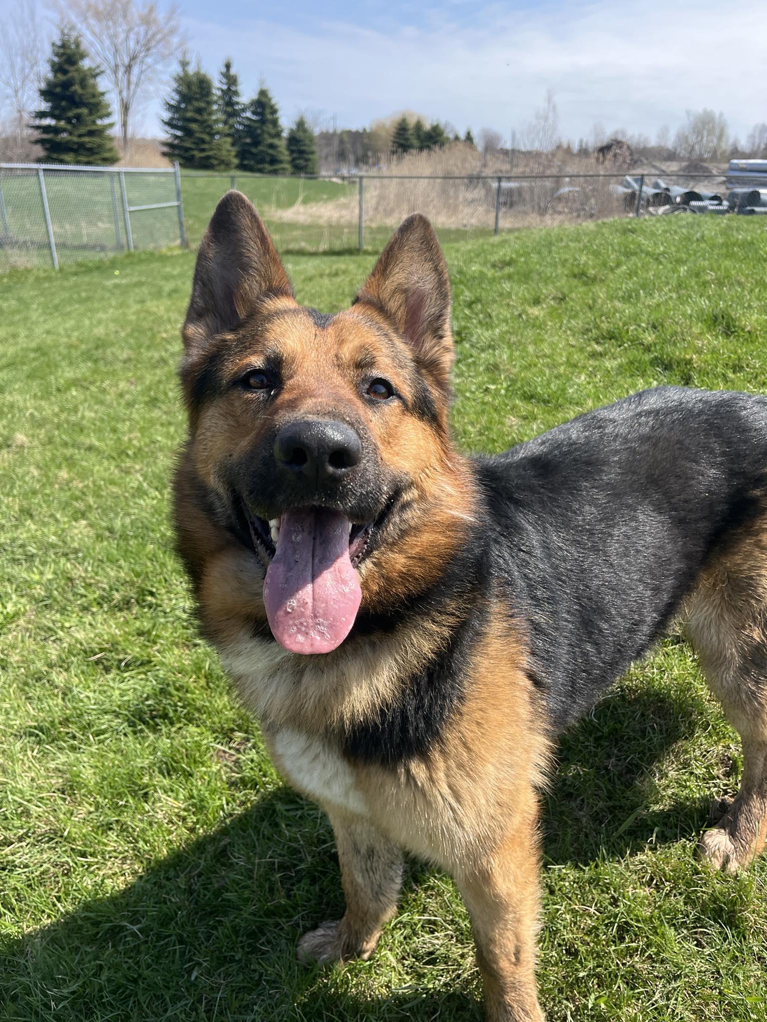 Malcolm, a ADOPTABLE mixed breed in Port Perry, ON image 1/4