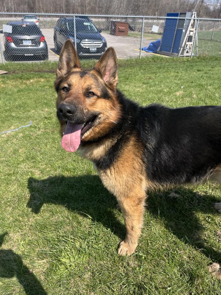 Malcolm, a ADOPTABLE mixed breed in Port Perry, ON image 2/4