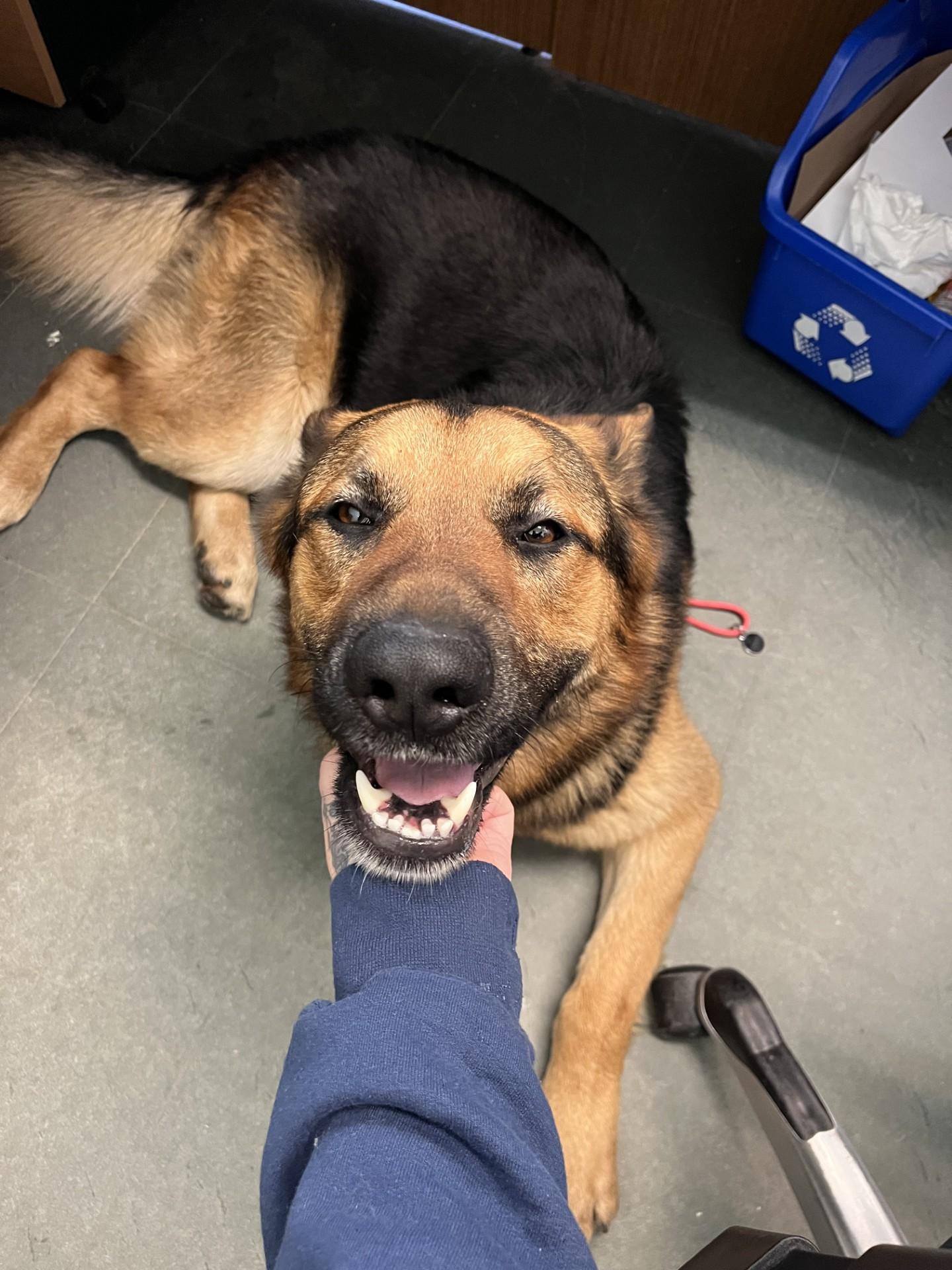 Malcolm, a ADOPTABLE mixed breed in Port Perry, ON image 4/4